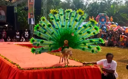 Unik, Ratusan Domba Ikut Fashion Show