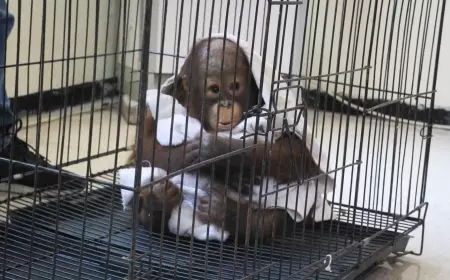 Upaya KSDAE Satwa Dilindungi, BKSDA Jatim Pulangkan Orang Utan ke Habitat di Pulau Kalimantan