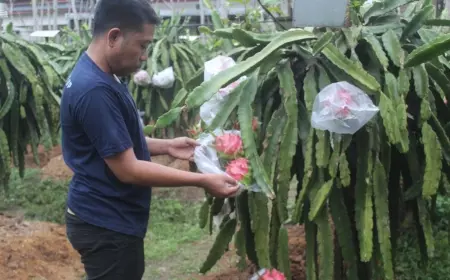 Aplikasi Smart Clustering dan Smart Monitoring Untuk Meningkatkan Kualitas Produksi Buah Naga di Banyuwangi