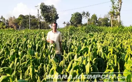 Lahan Tembakau Rusak di Jember Meluas, Begini Penjelasan Dispertan 