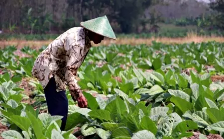 Terancam Penghidupan, Petani Tembakau Bojonegoro Tolak Keras Pasal Pengamanan zat Adiktif 