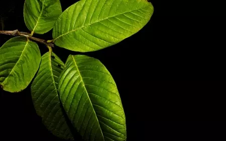 Jangan Dianggap Remeh, Manfaat Daun Jambu Biji Ternyata Mengagumkan