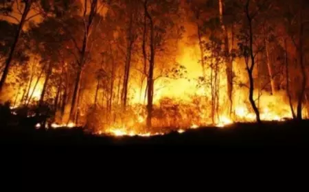 Hutan Gunung Lawu Terbakar