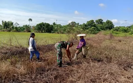 Dukung Ketahanan Pangan, Dansatgas TMMD ke 118, Kodim 0910/ Malinau, Bantu Warga Tanam Padi