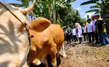 Berkat Program SMS, Produktivitas Sapi di Banyuwangi Melejit