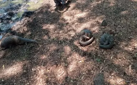 3 Hewan Langka Dilepasliarkan di Taman Nasional Baluran