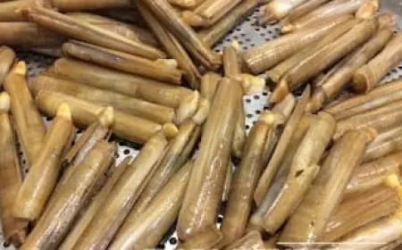 Lorjuk, Kerang Endemik yang Hanya Ada di Perairan Madura