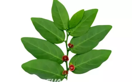 Tak Cuma Perlancar ASI, Ternyata Daun Katuk Juga Bermanfaat untuk Kesuburan Pria