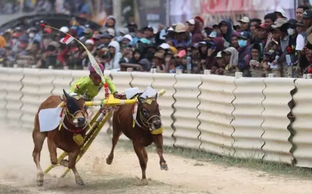 Digelar Tiap Tahun, Jatim Lestarikan Budaya Karapan Sapi Madura