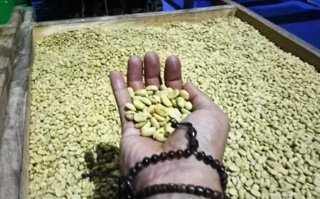 Penikmat Kopi Harus Tahu Bedanya Kopi Arabika dan Robusta Asli Bondowoso
