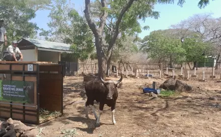 Perkaya Koleksi, TN Baluran Datangkan Indukan Banteng Jawa dari Prigen