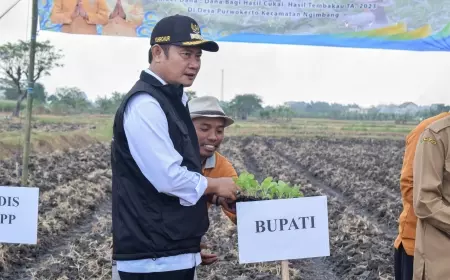 Kemarau Panjang Membawa Berkah Petani Tembakau Lamongan