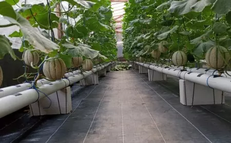Sektor Pertanian Butuh Regenerasi, Petani Muda Wonosari Perluas Lahan Melon Metode Hidroponik