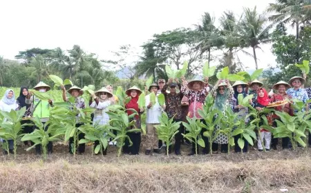 Musim Kemarau Panjang, Hasil Panen Tembakau Petani di Bawean Gresik Melimpah