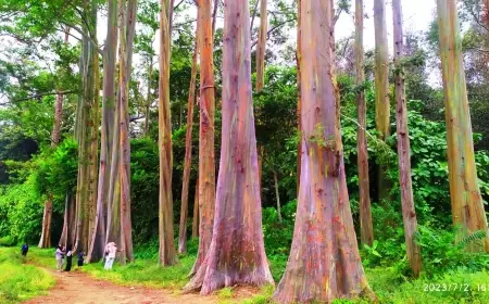 Tak Hanya Indah Warnanya, Hutan Pelangi Bondowoso Menyimpan Aneka Flora dan Fauna