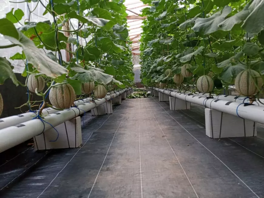 Sektor Pertanian Butuh Regenerasi, Petani Muda Wonosari Perluas Lahan Melon Metode Hidroponik