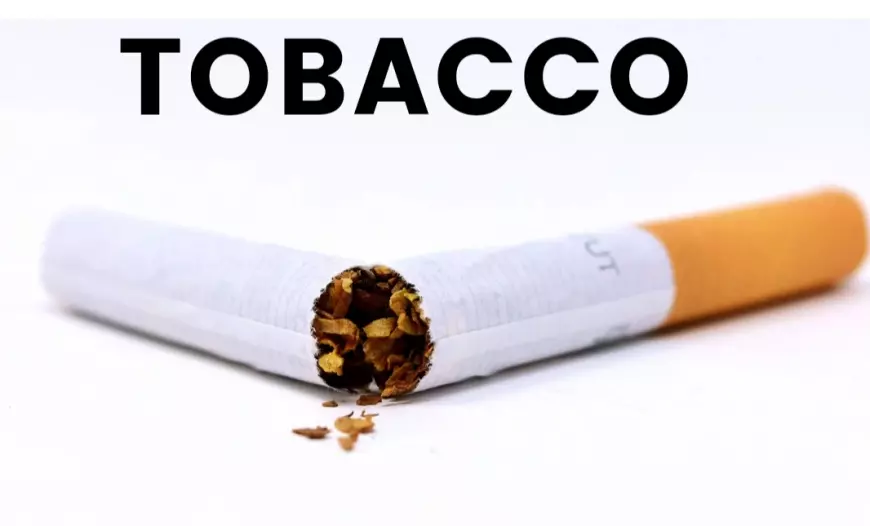 Meski Penerimaan dari Tembakau Tinggi, Target Bea Cukai Malang Belum Tercapai