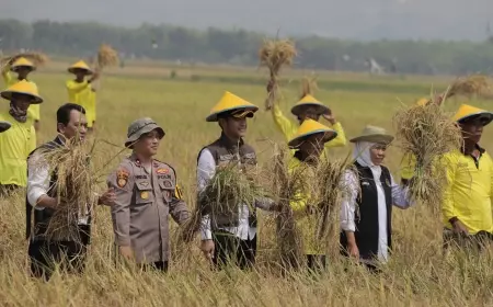 Gubenur Jatim : Panen Padi Hasil Kombinasi Pupuk Organik di Tuban,Jadi Percontohan