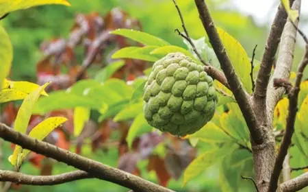 Tak Hanya Manis, Kenali 7 Manfaat Buah Srikaya yang Belum Anda Ketahui