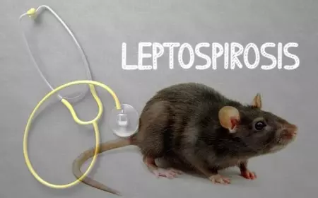 Waspada, Musim Hujan Identik dengan Penyakit Leptospirosis! Ini Cirinya