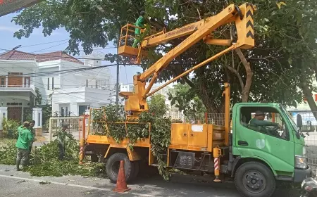Antisipasi Tumbang, Pemkot Madiun Remajakan Pohon Tua