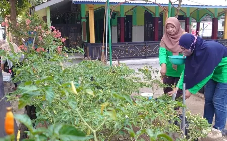 Harga Cabai Melambung, Emak-emak di Probolinggo Tanam Cabai di Halaman Rumah