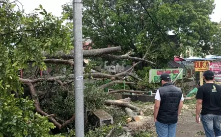 Akar Mulai Lapuk, Pohon Besar Timpa Bangunan Restoran di Malang