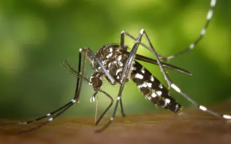 Waspada Ancaman DBD di Musim Hujan, Berikut Gejala dan Antisipasinya
