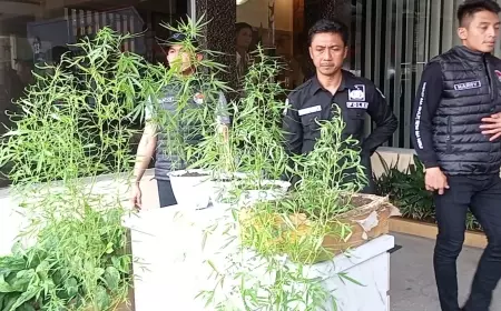 Tanam Ganja, Residivis Rampok Asal Jember Digulung Polisi