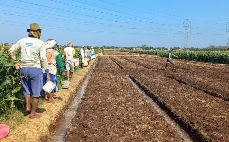 Budidaya Bawang Merah Jadi Pilot Project Penguatan Ekonomi Santri