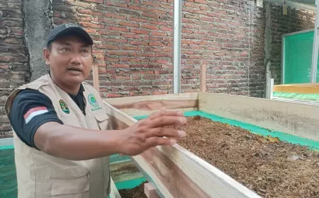 Budidaya Maggot, dari Pemakan Sampah Hingga Penghasil Rupiah