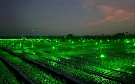 Tangkal Hama, Petani Bawang Merah di Banyuwangi Pakai Light Trap