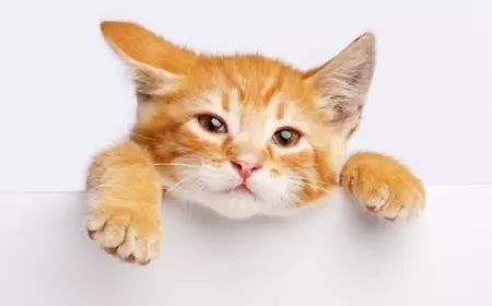 Cegah Penyakit Jantung, Salah Satu Manfaat Pelihara Kucing