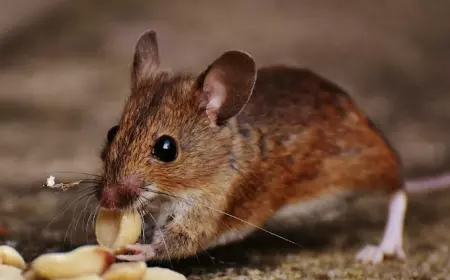 5 Metode Jitu Usir Tikus di Rumah
