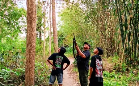 Serangan Monyet di Jember Kian Menjadi-jadi, Polisi Ikut Berburu 