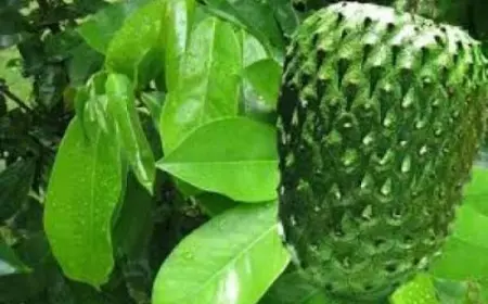 Kenali 7 Manfaat Daun Sirsak untuk Kesehatan! Nomer 5 Penting