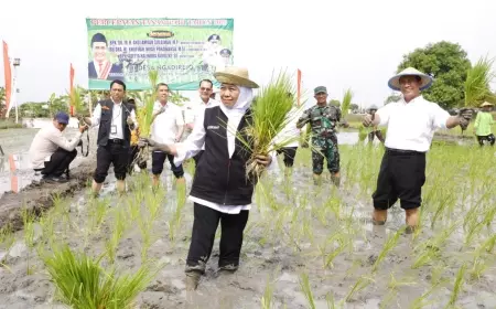 Mentan RI  Amran Instruksikan Tanam Culik dari Tuban Untuk Percepatan Produksi Beras Nasional