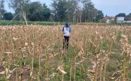 Alih-Alih Panen Jagung, Petani di Probolinggo Kecurian