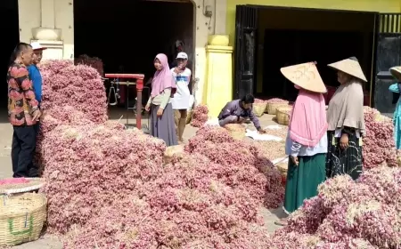 Terdampak Cuaca Panas Ekstrem, Harga Bibit Bawang Merah Anjlok