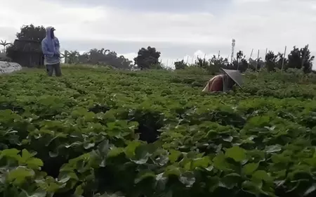 DPKP Kota Batu Bentuk BUMP Demi Tingkatkan Pertanian