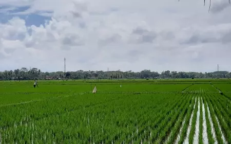 Jaga Ketahanan Pangan, DTPHP Kabupaten Malang Dorong Petani Percepat Masa Tanam