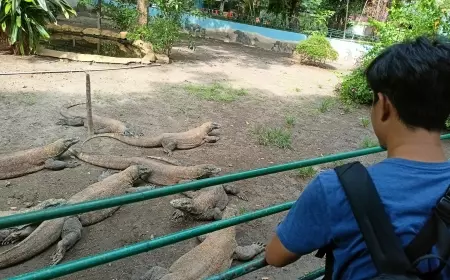 KBS Hadirkan Keseruan Wahana Feeding Time dengan Komodo dan Buaya.