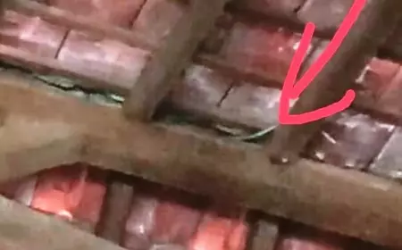 Atap Salah Satu SD di Jember Jadi Sarang Ular