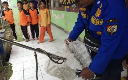 Proses Evakuasi Ular, Siswa SD di Jember Belajar di Halaman Sekolah 