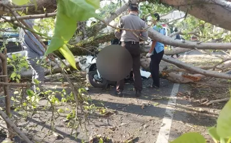 Dua Nyawa Melayang Akibat Tertimpa Pohon Tumbang di Pakisaji Malang