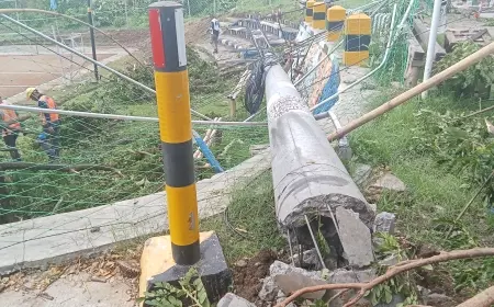 Pohon Tumbang di Madiun dalam Proses Pembersihan