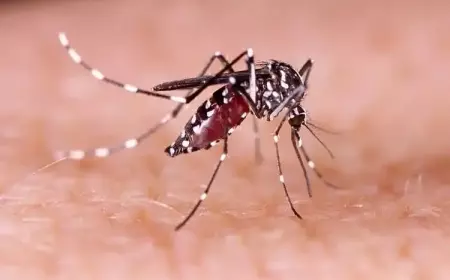 Nyamuk Wolbachia Jadi Perdebatan, Ini Tanggapan Guru Besar Unair