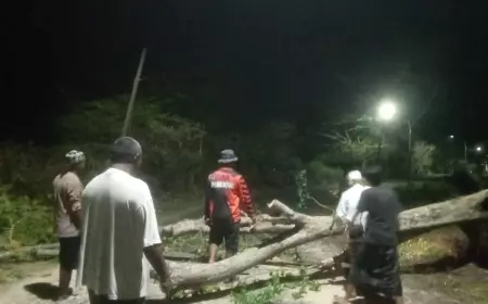 Pepohonan Lapuk di Gresik Utara Ditebang Antisipasi Tumbang Saat Angin Kencang