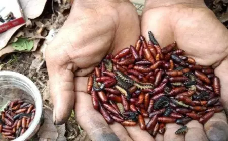 Masuk Musim Penghujan, Warga Di Pinggiran Jombang Berburu Kepompong Ulat