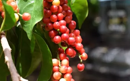 Buah Buni, Ini Manfaat dan Cara Mengonsumsinya